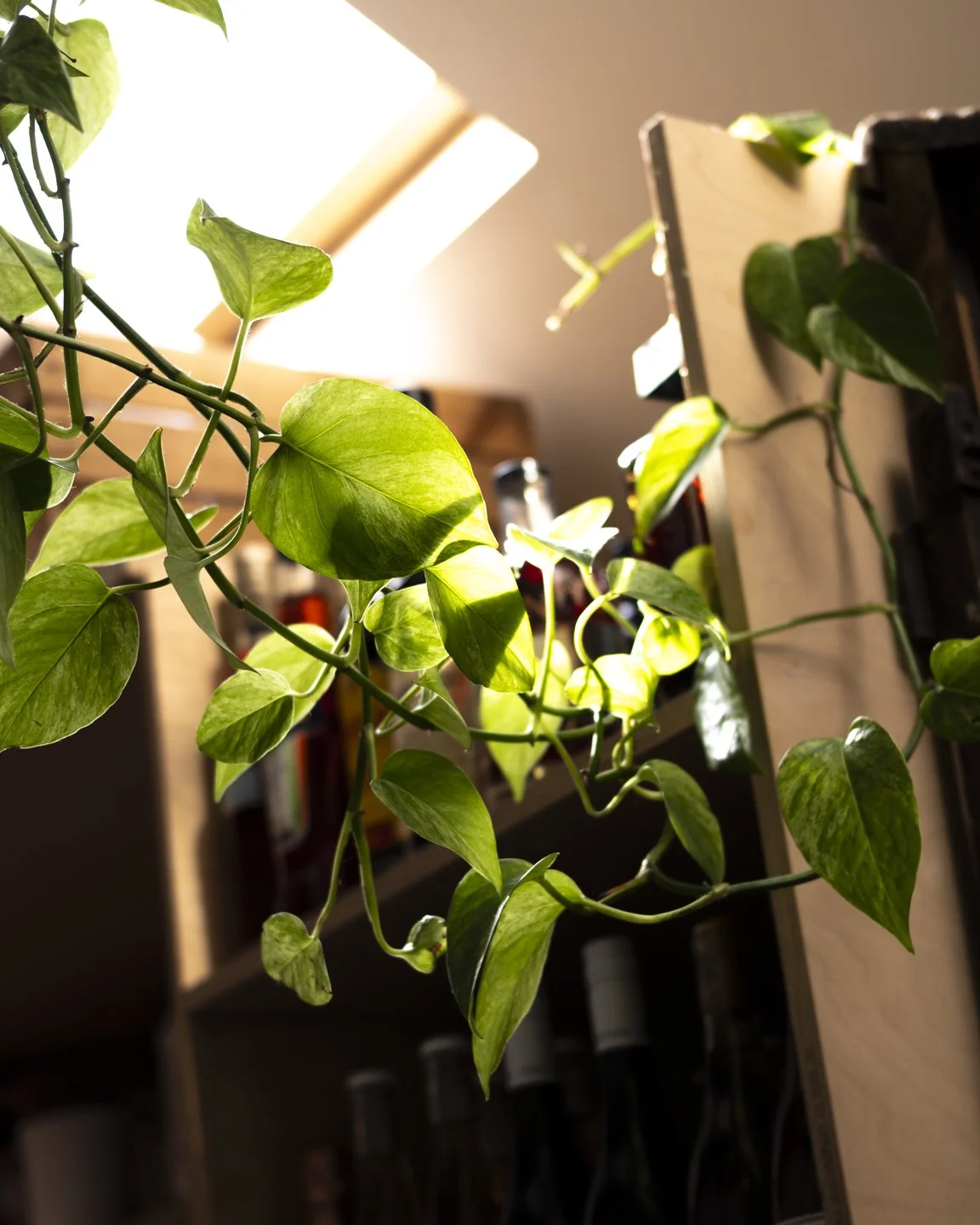 Houseplant with green leaves growing indoors near a bright window.