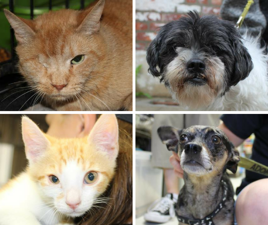 7/2/18: Urgent: SCAR Needs a New Air Conditioning/Heating System