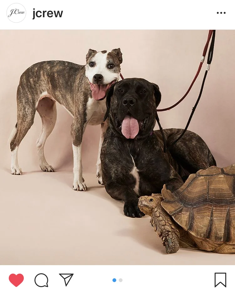 JcrewDogsandtortoise.jpg