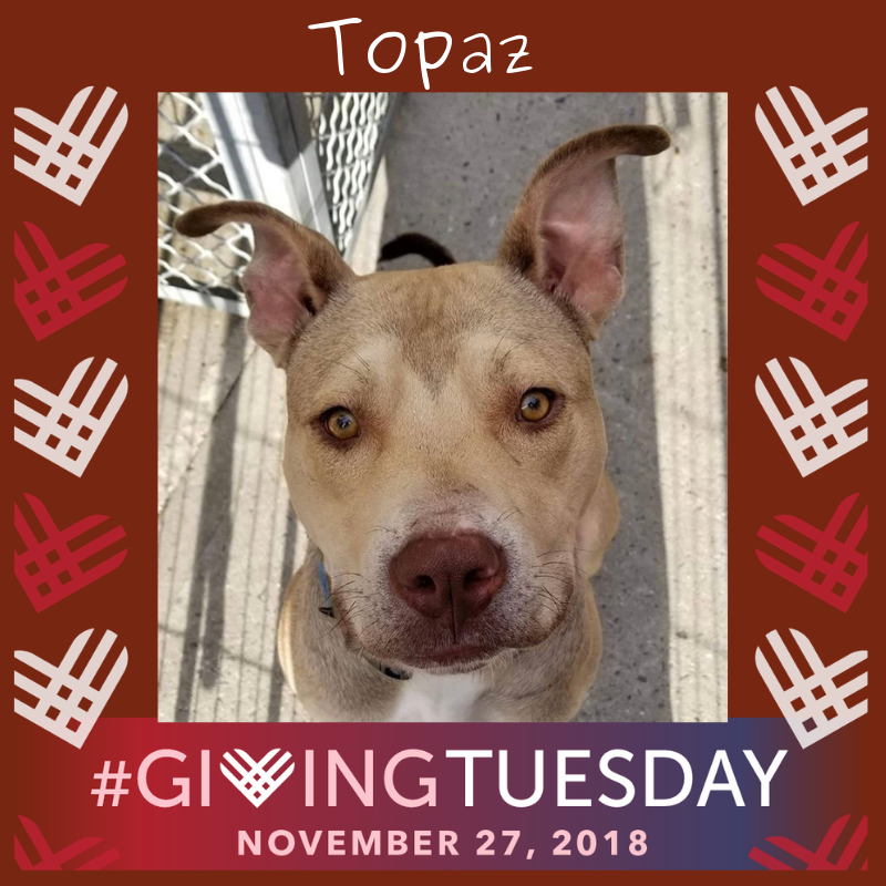 #GivingTuesday