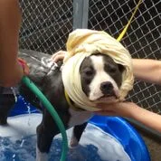 It's the Great Dog Wash! Saturday, August 3, 2019