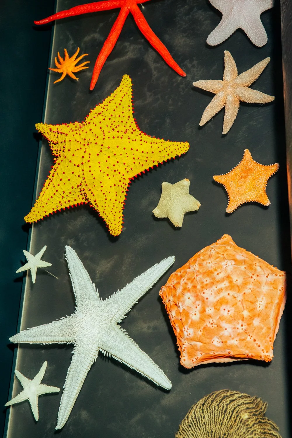 Johanns Vogel, General Director Museum für Naturkunde Berlin Museumsjournal Kulturprojekte Berlin