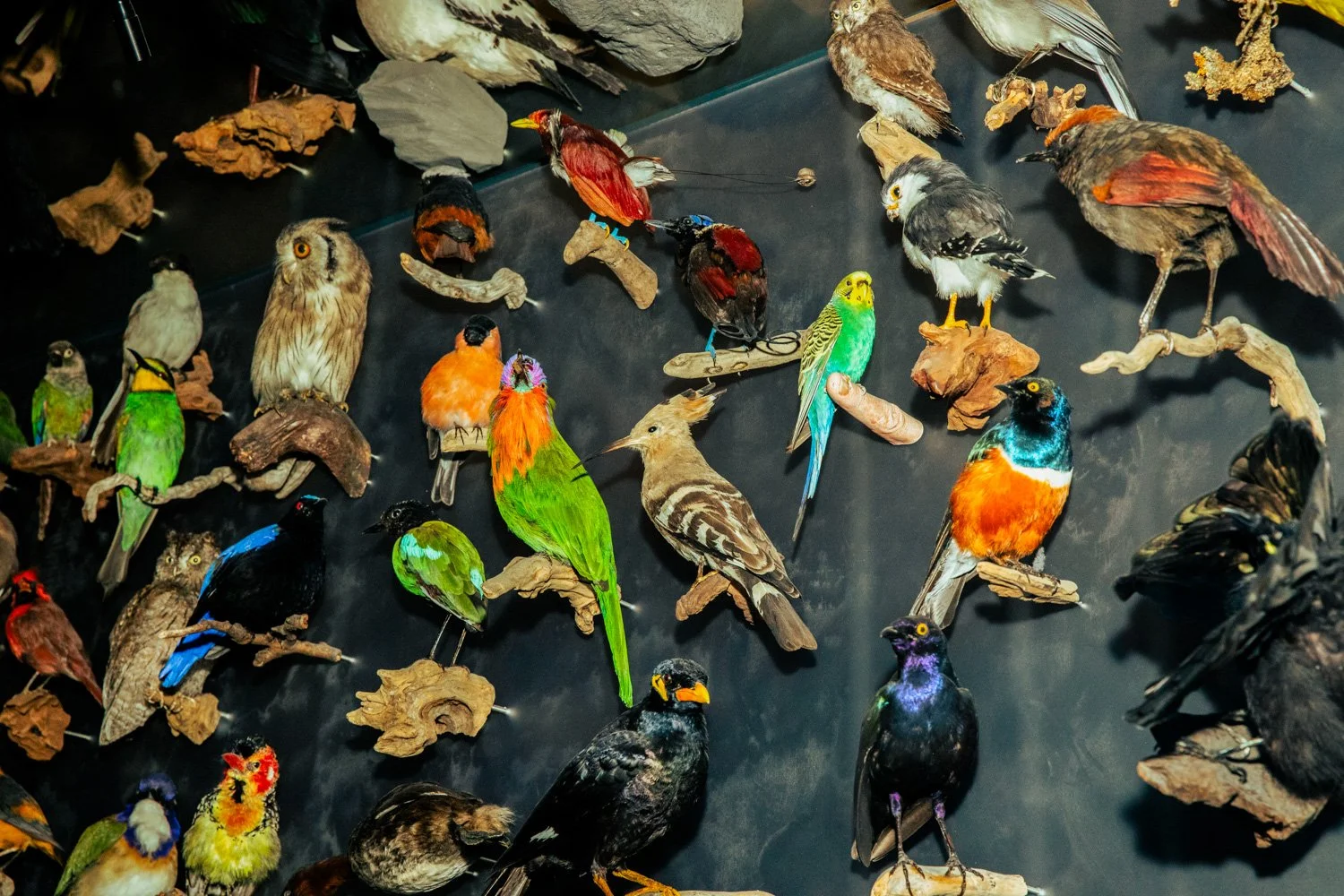 Johanns Vogel, General Director Museum für Naturkunde Berlin Museumsjournal Kulturprojekte Berlin