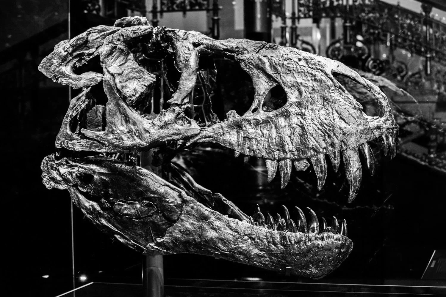 Johanns Vogel, General Director Museum für Naturkunde Berlin Museumsjournal Kulturprojekte Berlin