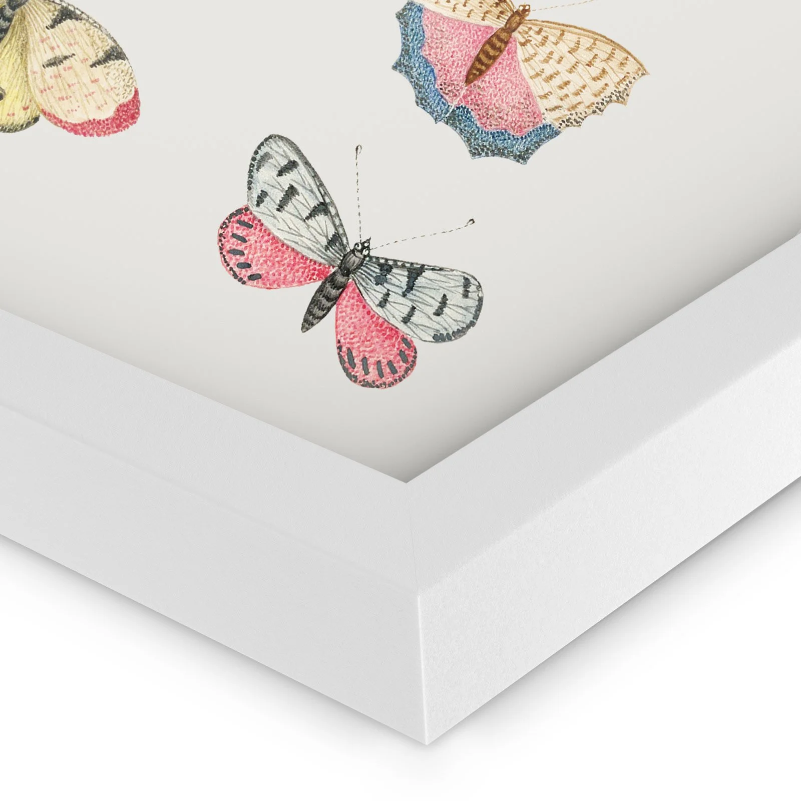 Corner Butterflies.jpg