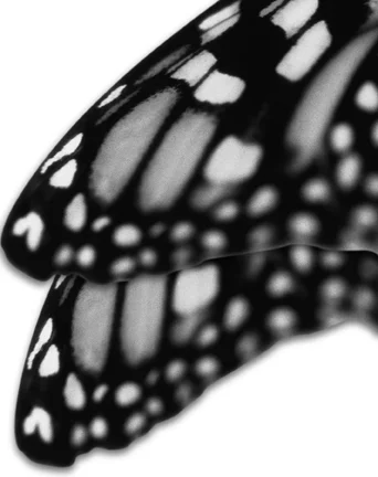 Butterfly Wing.1.jpg