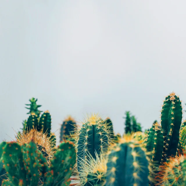 Cactus Garden.jpg