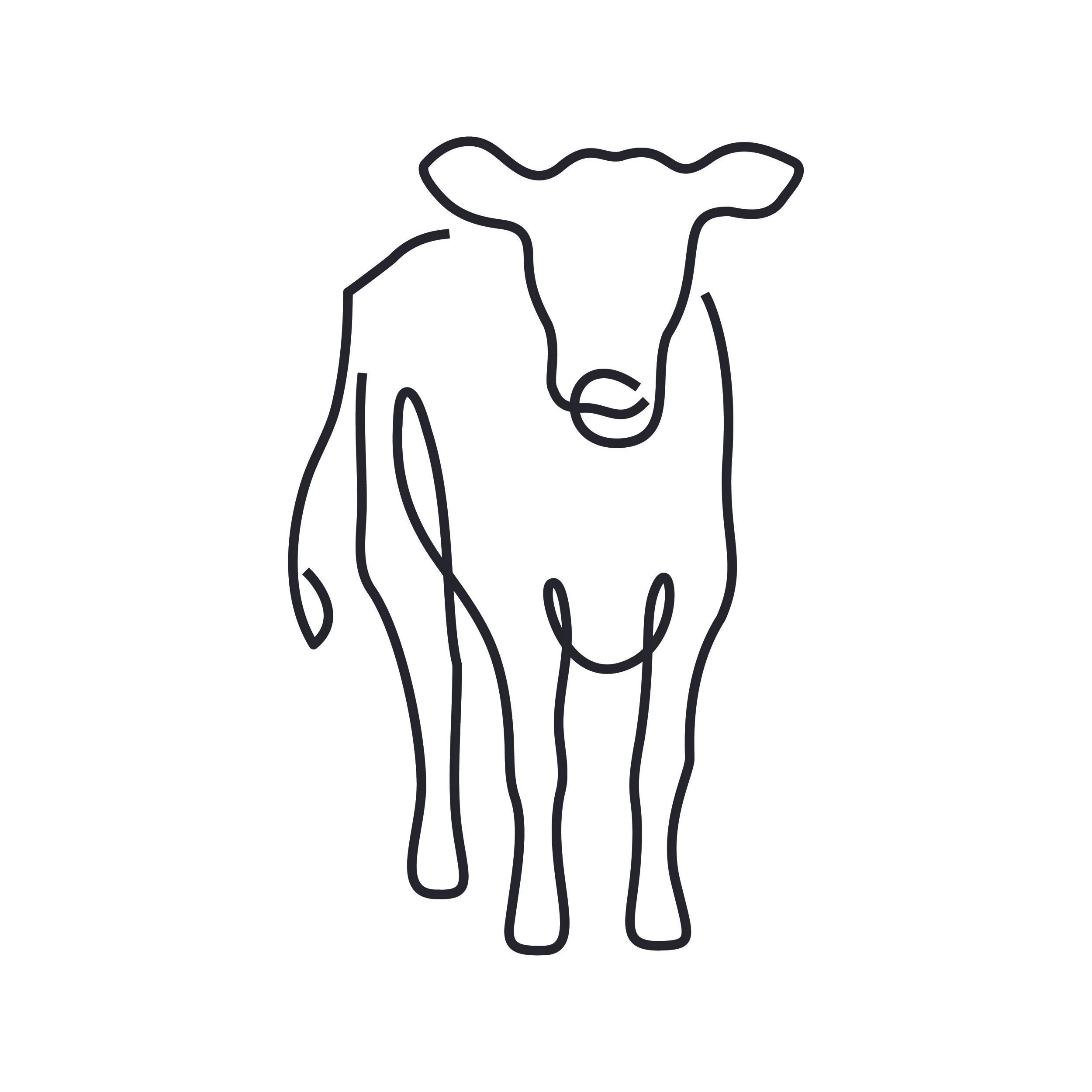 Cow