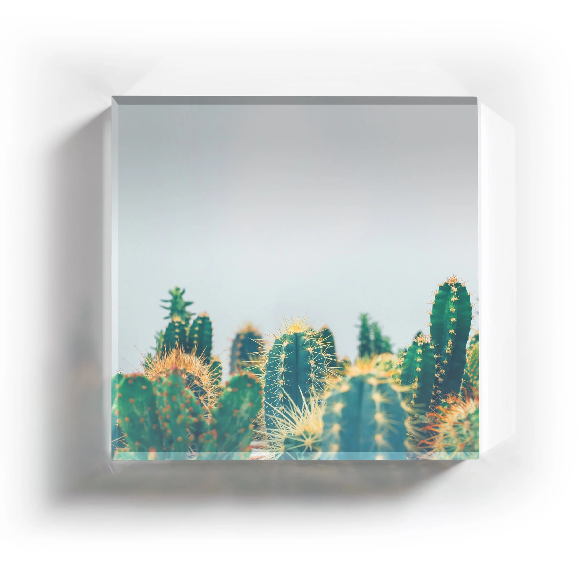 Cactus Garden 2.jpg
