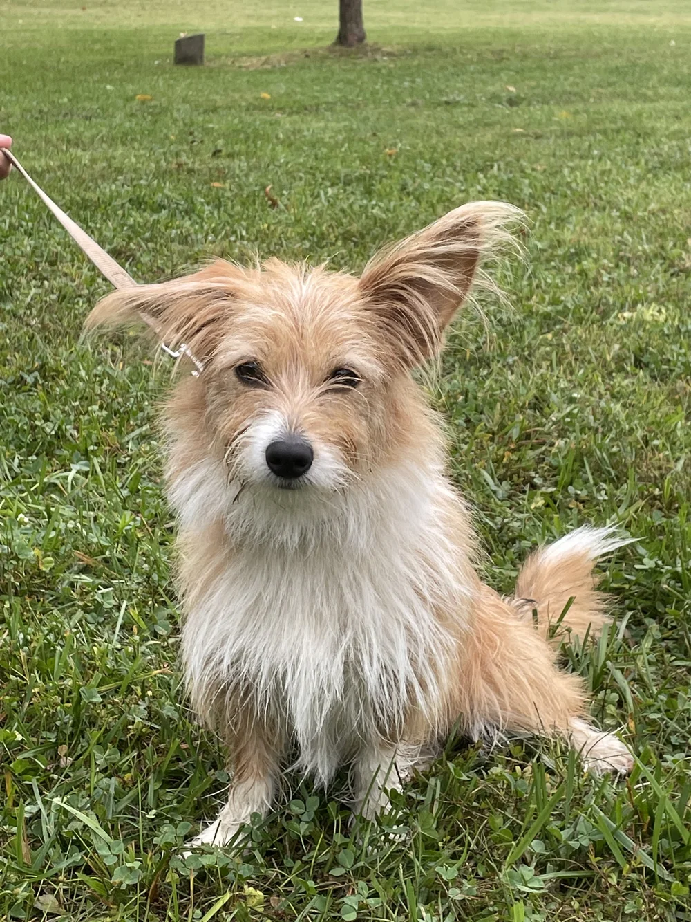 Dog Training Classes | Greenbelt, MD — Green Grover | Dog Training |  Greenbelt, md