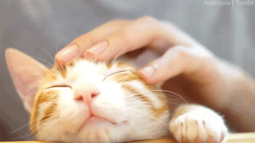 jaymepet.gif