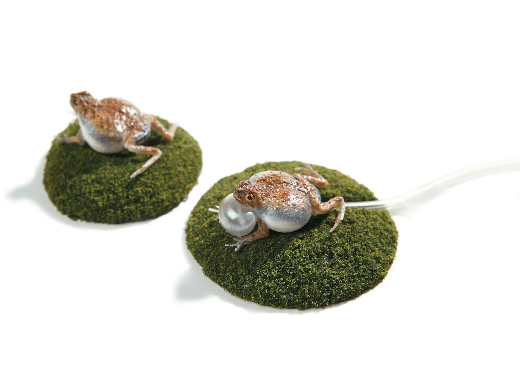 frog_1.jpg
