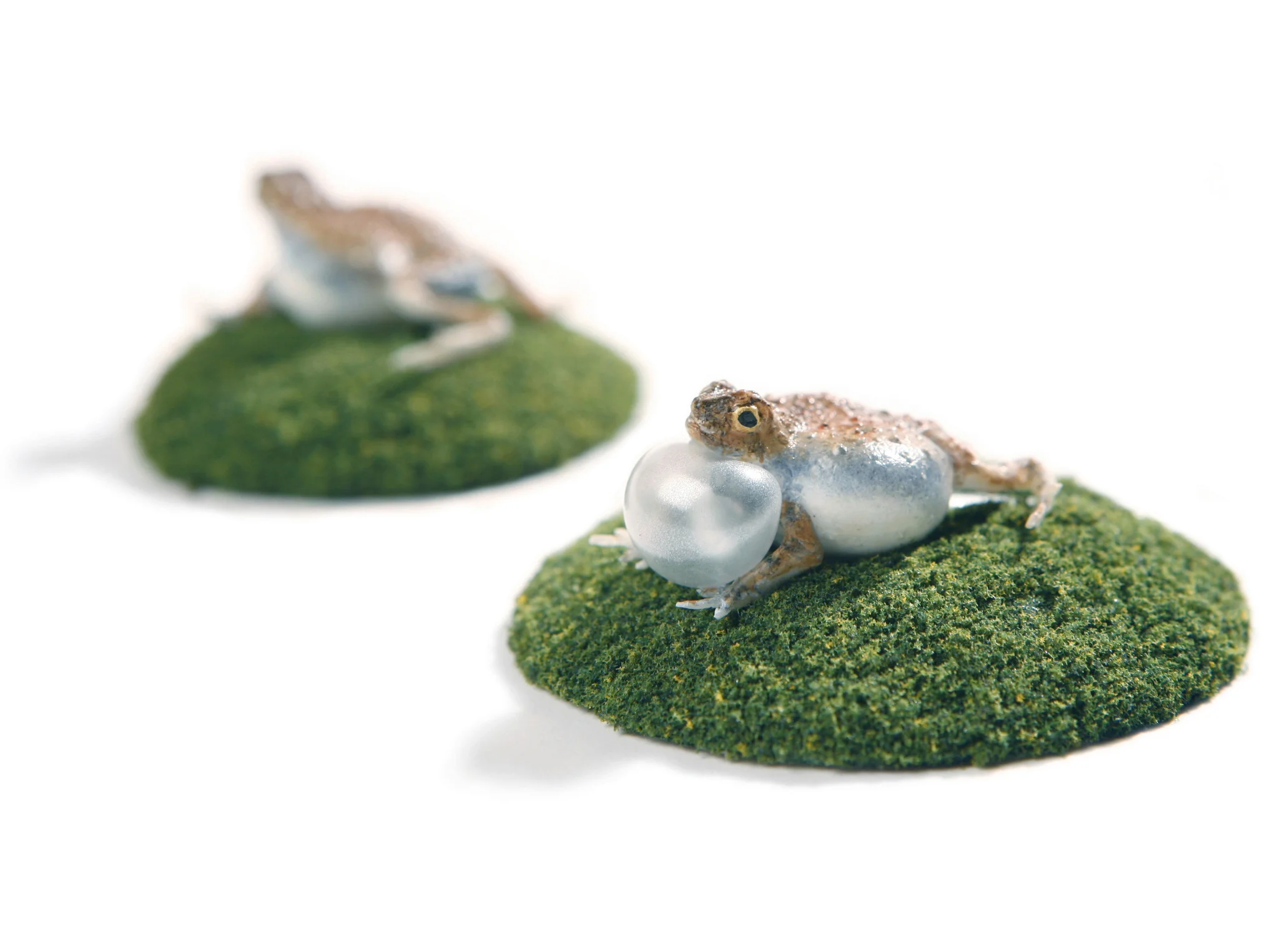 frog_9.jpg