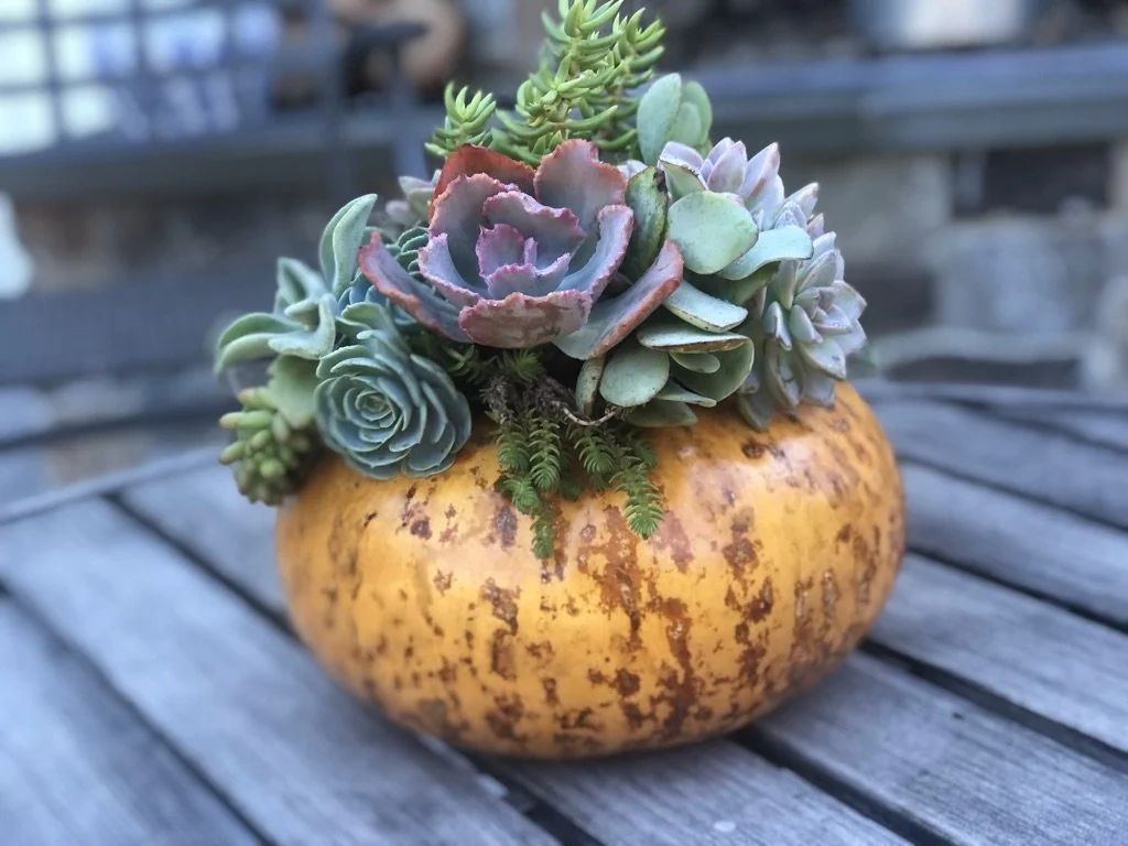 Succulent_pumpkin.jpeg