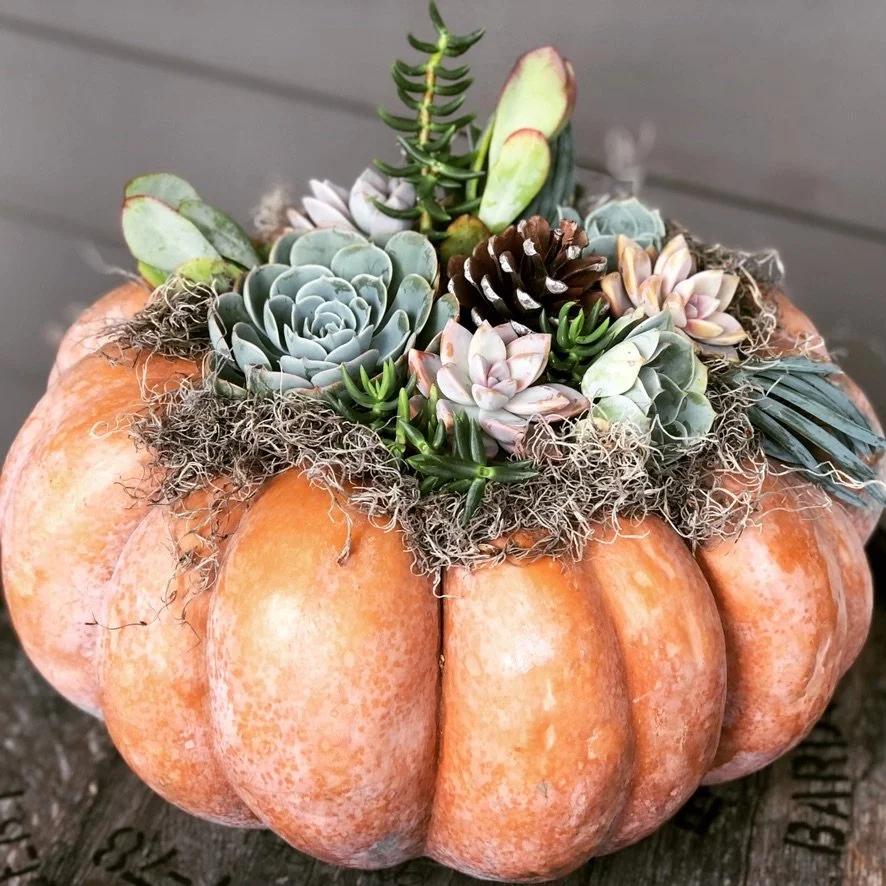 Succulents_pumpkin.jpeg