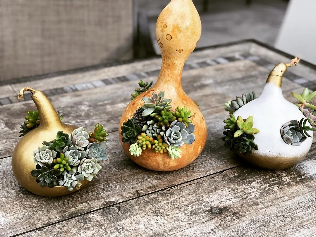 Gourds with succlents.jpg