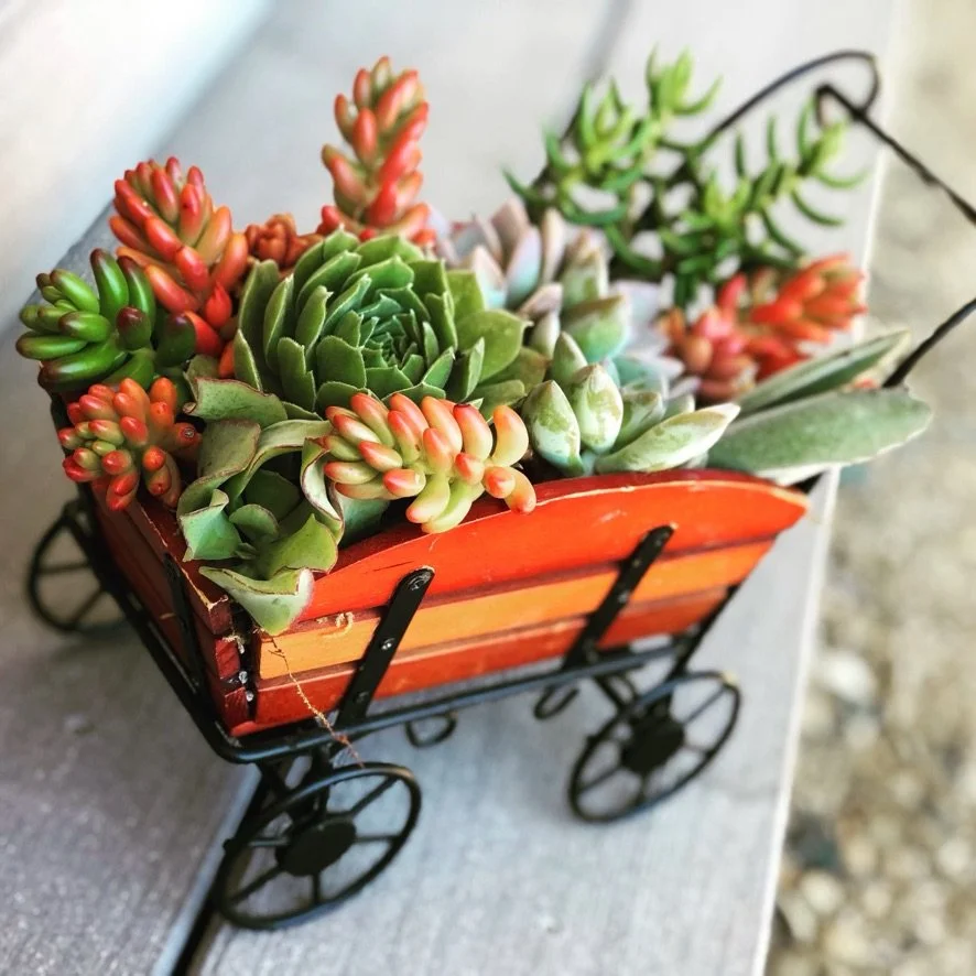 Succulents_cart.jpeg