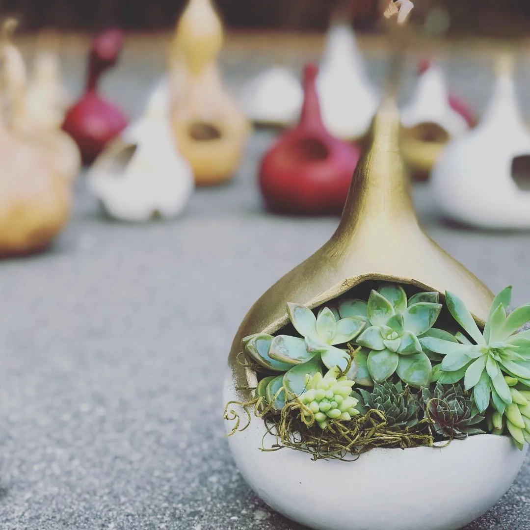 Tan gourd with succlents_many succlents in background.jpg