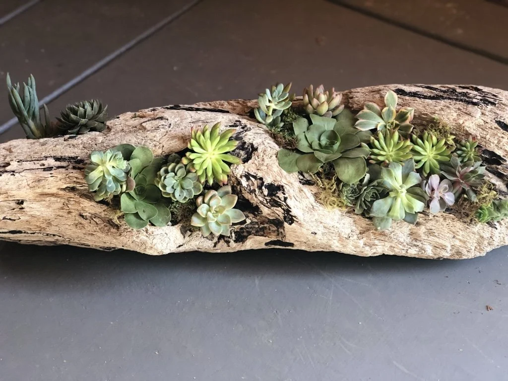 Succulent_driftwood.jpeg