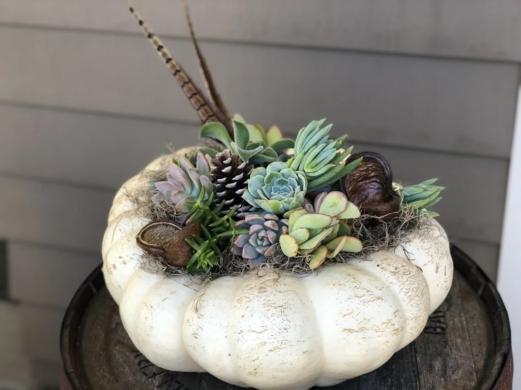 Succulents_pumpkin(1).jpeg