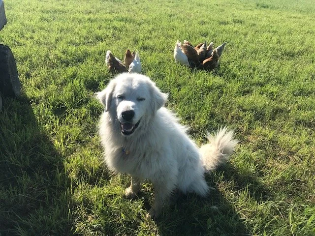 Happy Sarge with Chickens.JPG