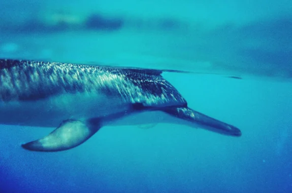 Thursday: Dolphins.