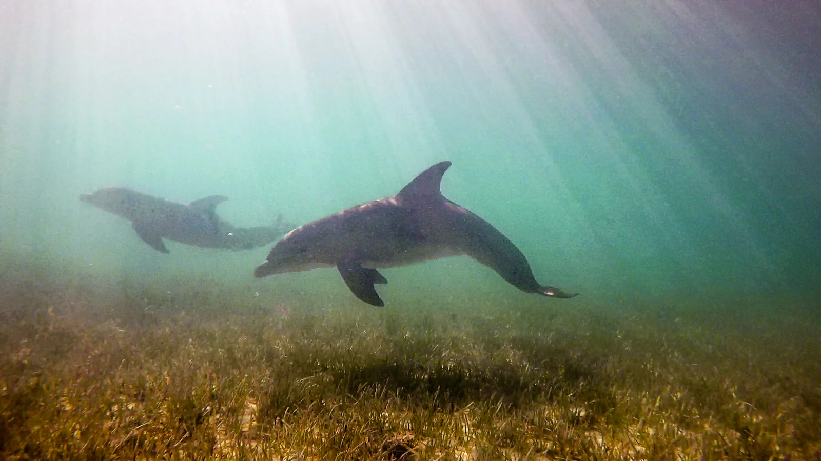 Dolphin photos by Zack.