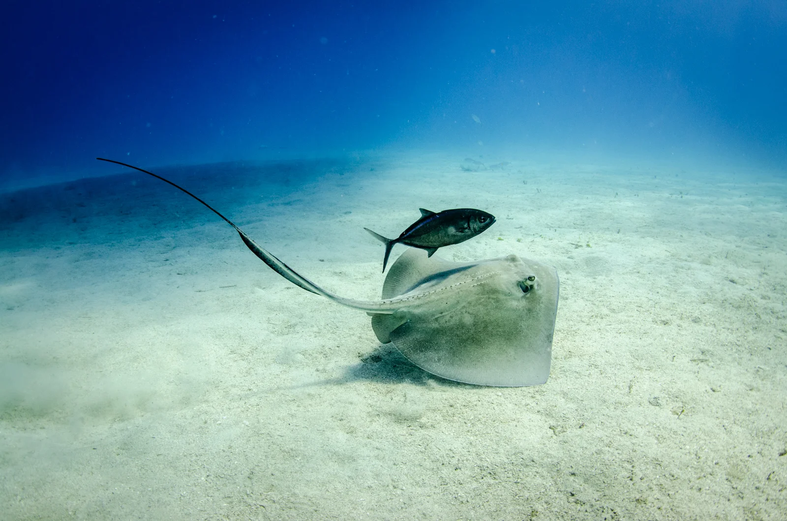 A southern sting ray and bar jack were amused with our antics up above them (I'm kidding. I don't really know what they were thinking).