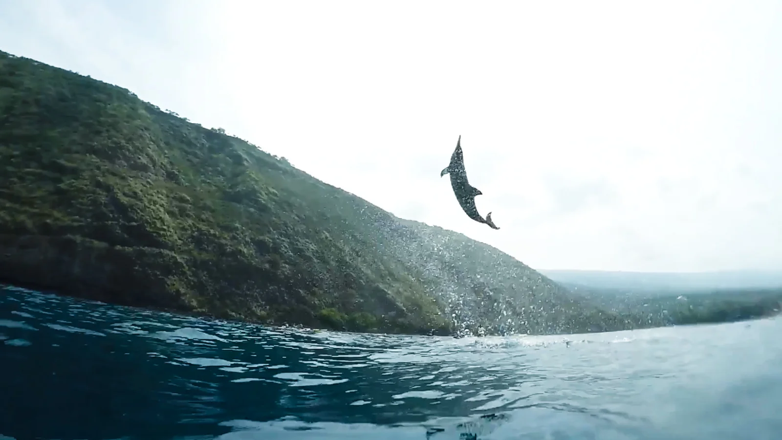 Our local guide Ryan McGuckin nailed this amazing shot of a spinner leaping right before us.