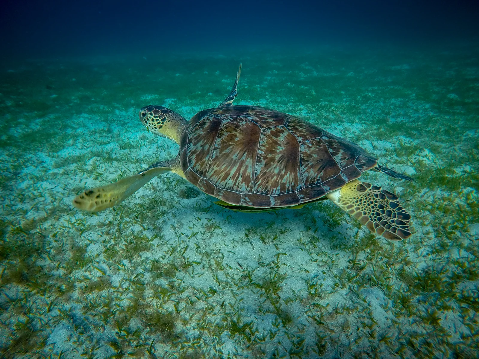 A huge green sea turtle welcomed us to our morning swim.