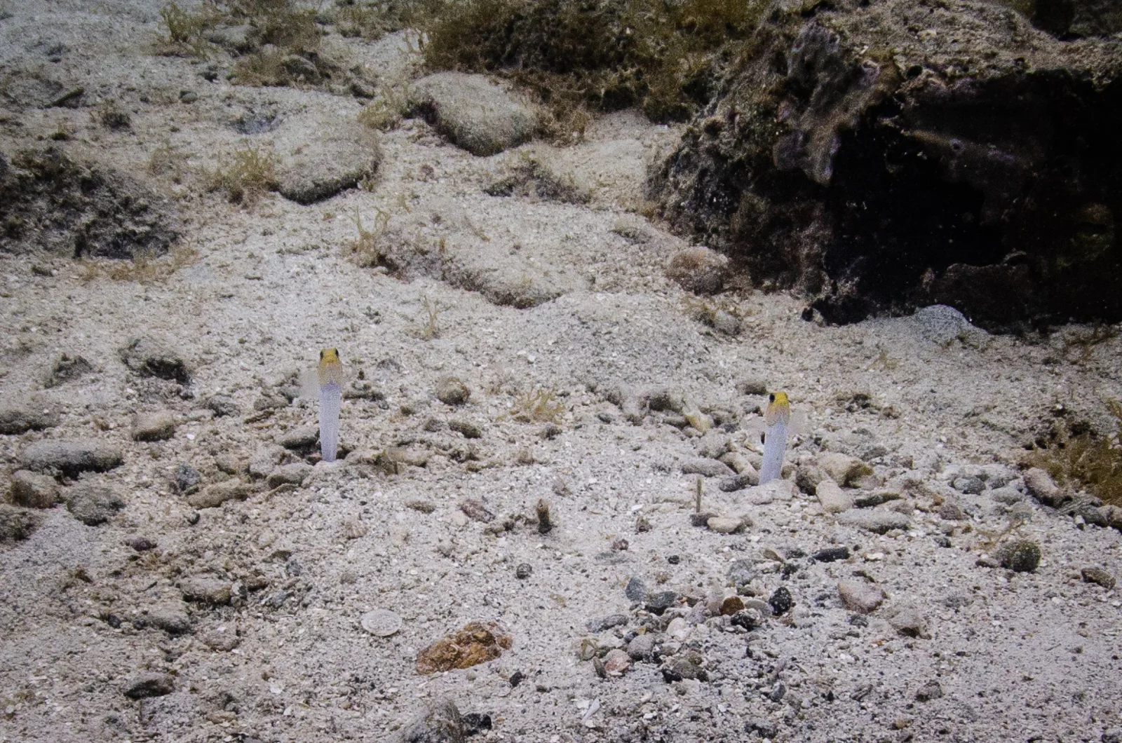 The adorable yellow heads of Jawhead Blennies give life to the sandy bottom of Little Harbour.