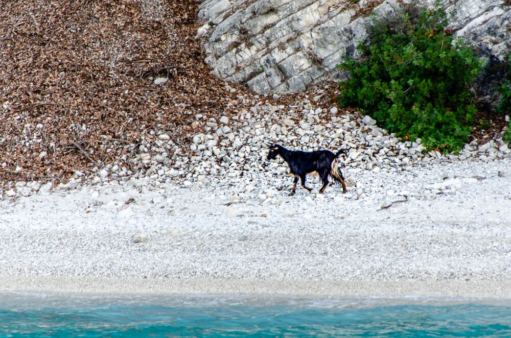 This was one of a handful of goats on Ithaki that now has a backstory.