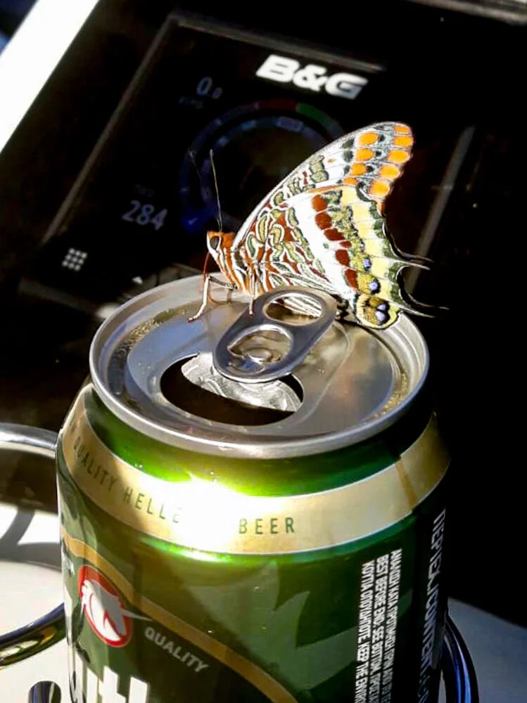 Richie got a visit and a photo of this Foxy Emperor butterfly!