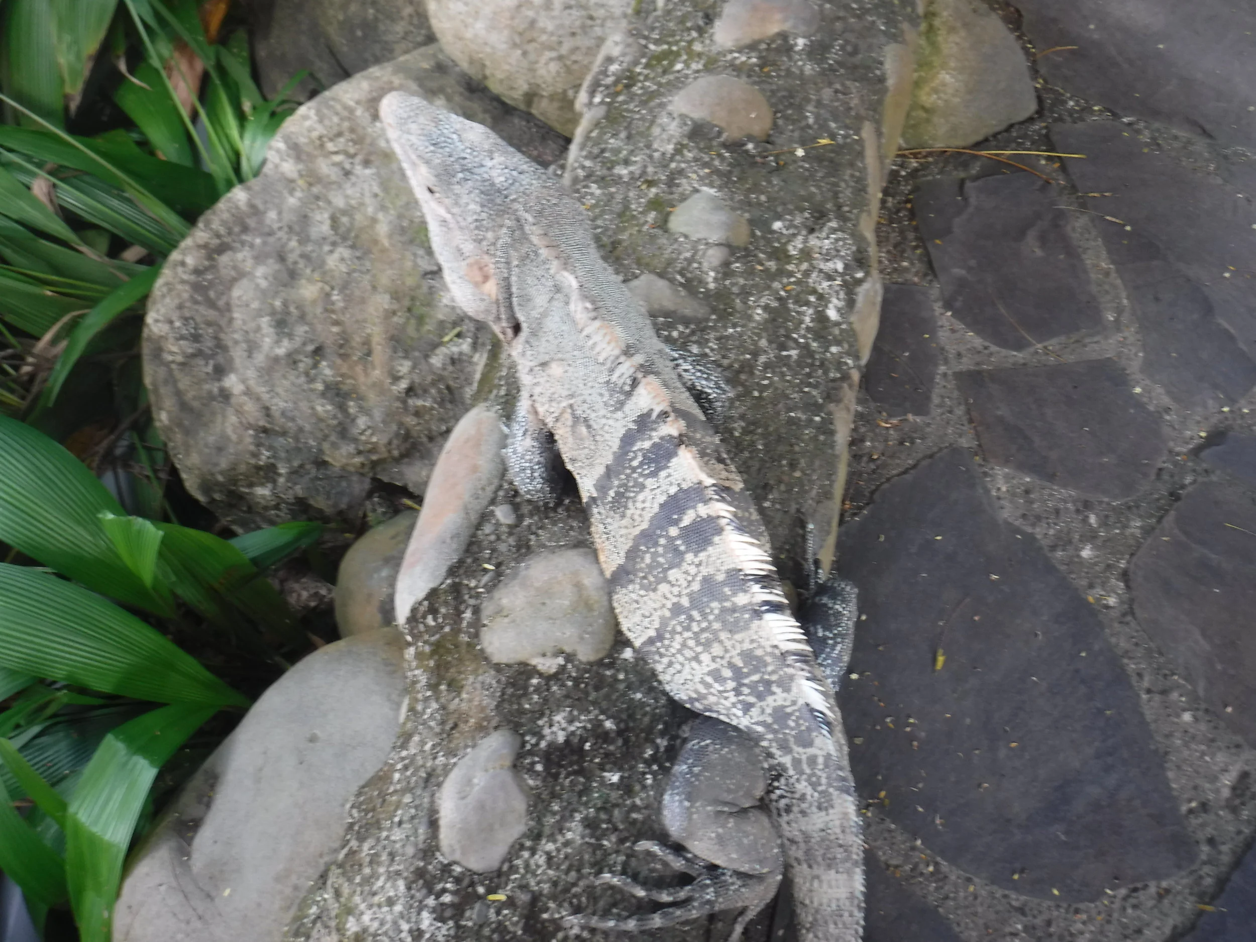 DSCF0608.JPG