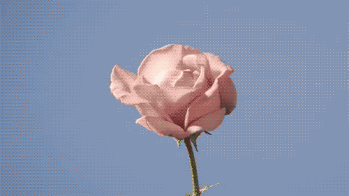 Rose.gif