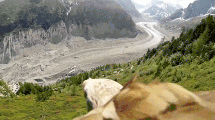 EagleSoaring2.gif