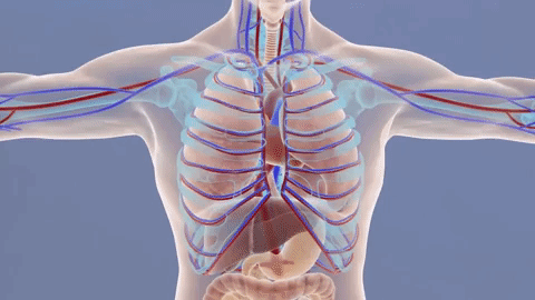 HumanBody2.gif