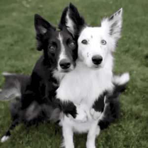 DogHugs2.gif