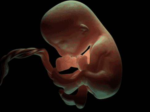 Utero.gif