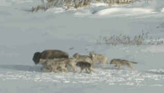 Betrayal3.gif