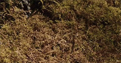 FountainPlant.gif