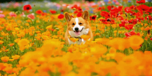 CorgiNature3.gif