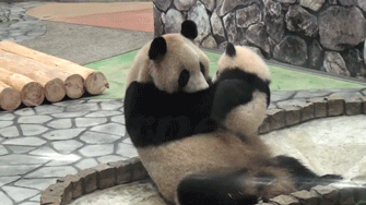 LovePanda.gif