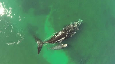 cetacean.gif