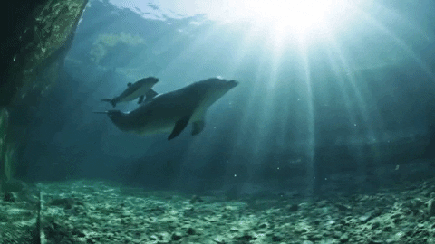 Dolphins.gif