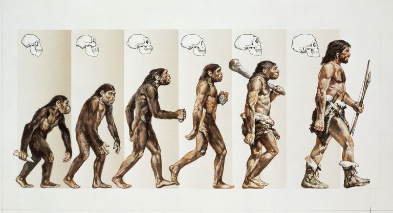 Evolution.jpg