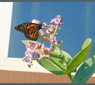 Monarch - Danaus Plexippus