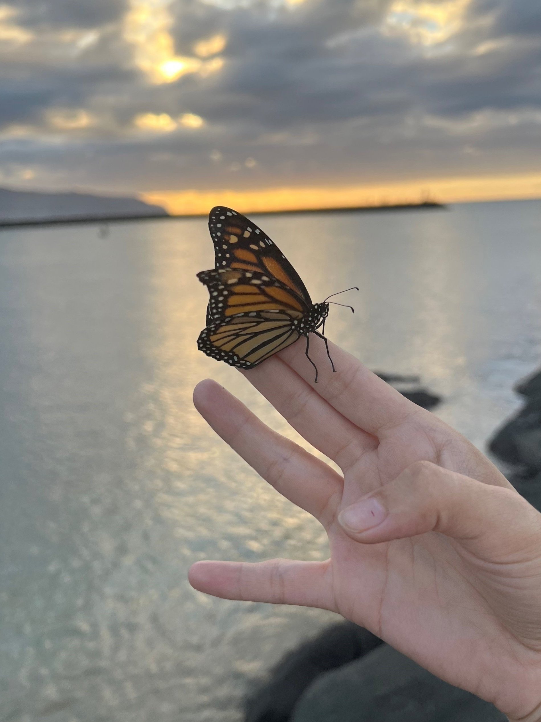 Sunset butterfly