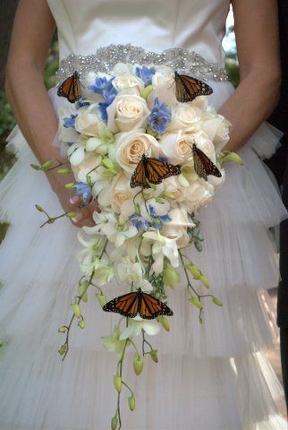 Sharing the Butterfly Experience - Hawaii Butterfly Releases