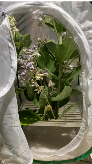 monarch butterfly starter kit